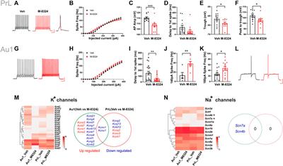 Long-Term Enhancement of NMDA Receptor Function in Inhibitory Neurons Preferentially Modulates Potassium Channels and Cell Adhesion Molecules